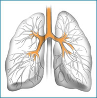 肺と気管支の構造図